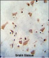 WDR48 Antibody (C-term)